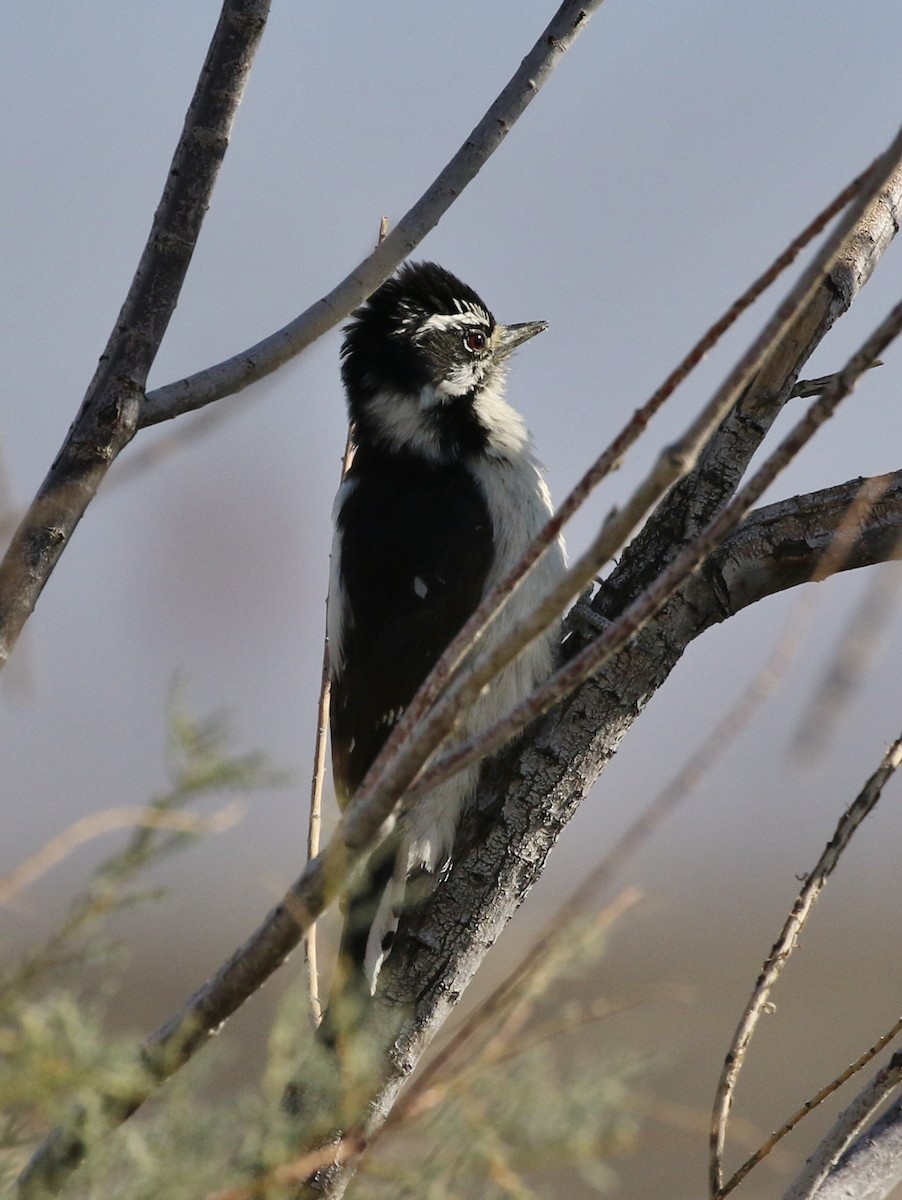 Downy x Hairy Woodpecker (hybrid) - Tom Benson