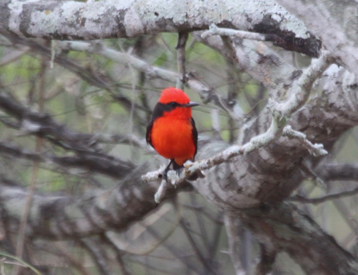 Vermilion Flycatcher (saturatus) - ML123454191