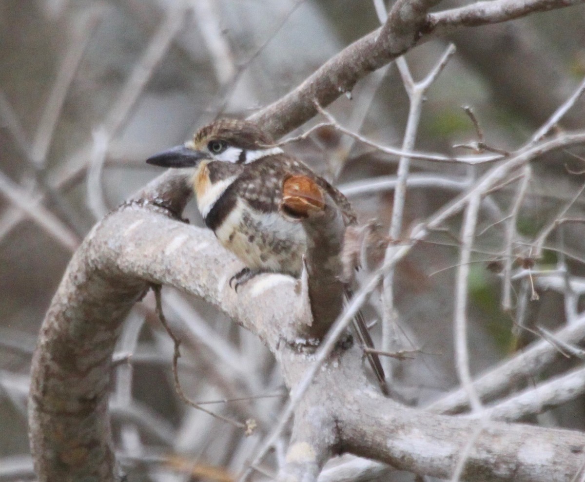 Russet-throated Puffbird - ML123456141