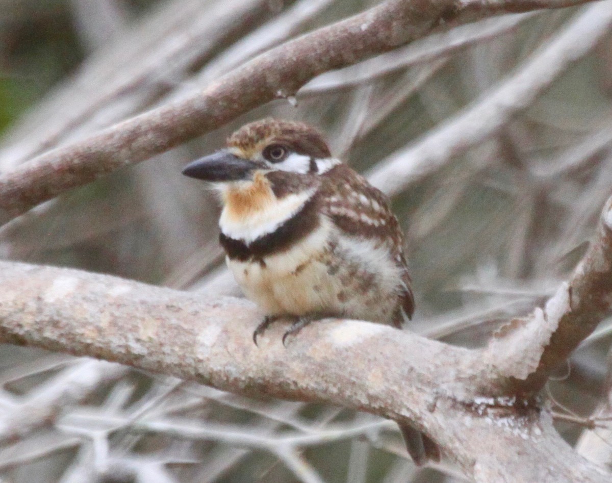 Russet-throated Puffbird - ML123456351