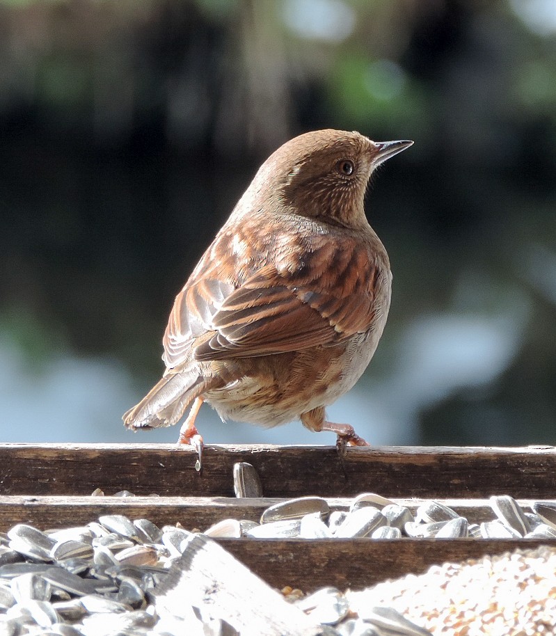 Japanese Accentor - Frances Dupont