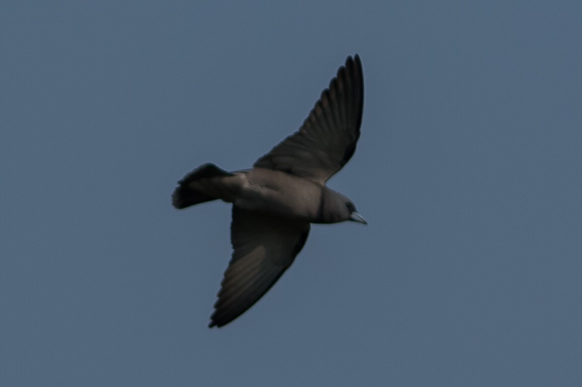 Ashy Woodswallow - ML123457761