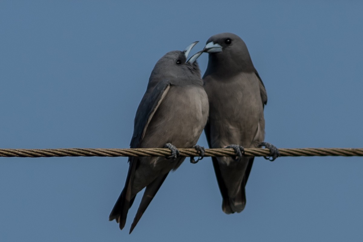 Ashy Woodswallow - ML123457771