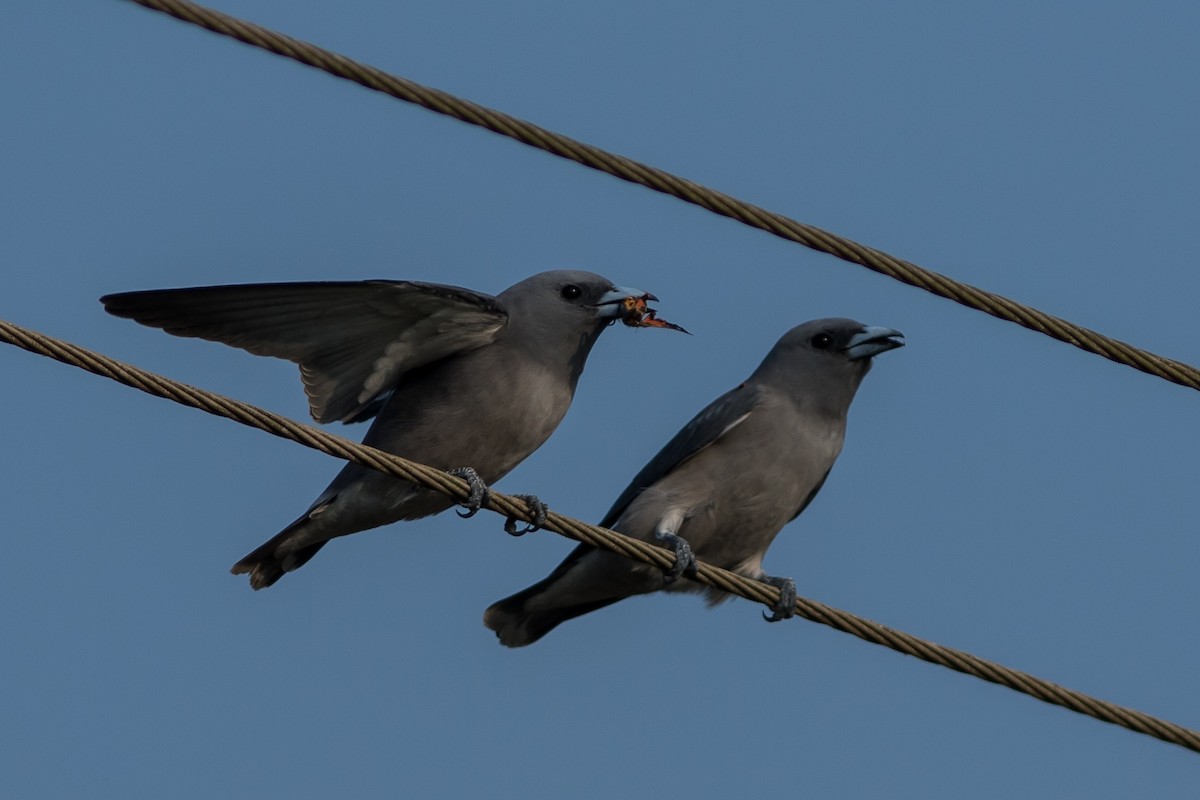 Ashy Woodswallow - ML123457801