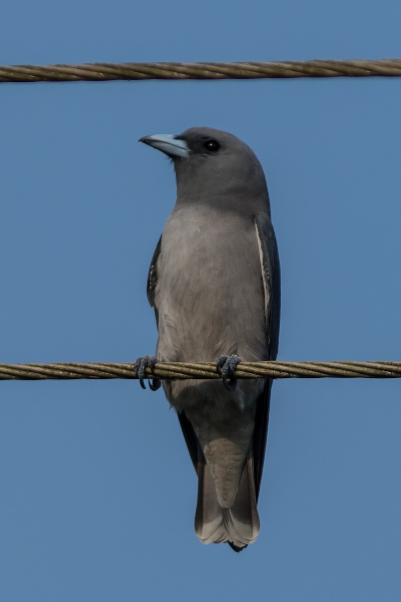 Ashy Woodswallow - ML123457841