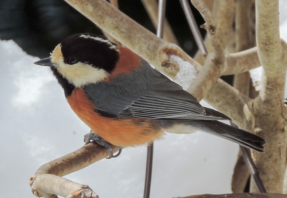 Varied Tit - ML123458191