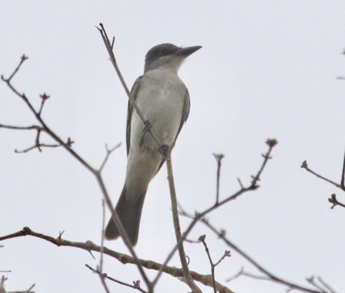 Gray Kingbird - ML123458571