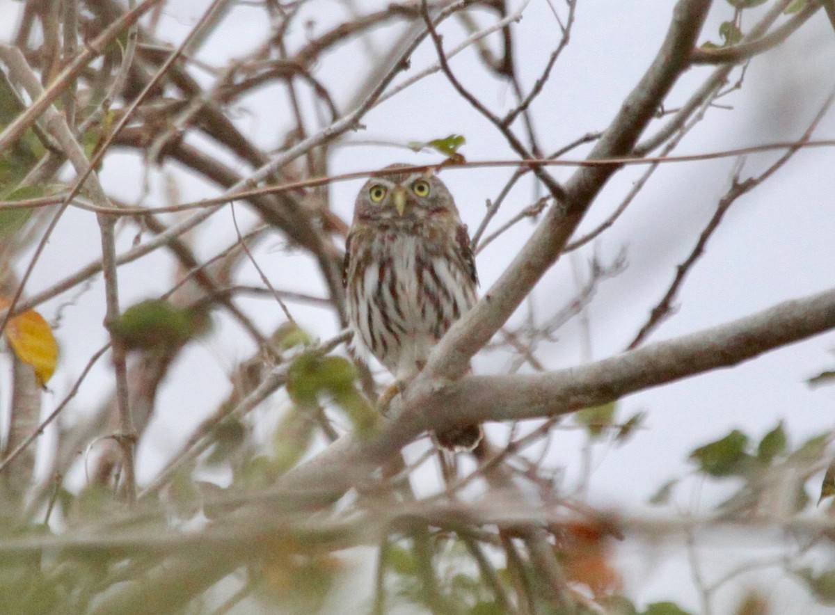 Ferruginous Pygmy-Owl - ML123459321