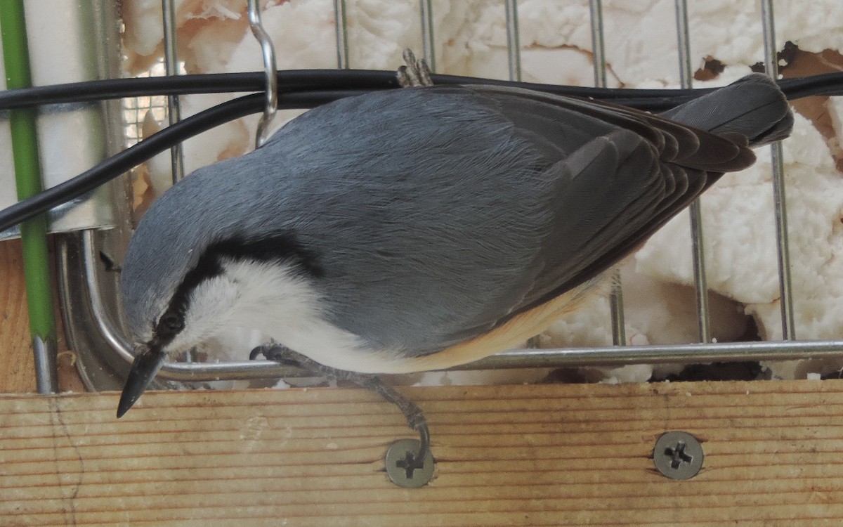 Eurasian Nuthatch (Buff-bellied) - ML123459461