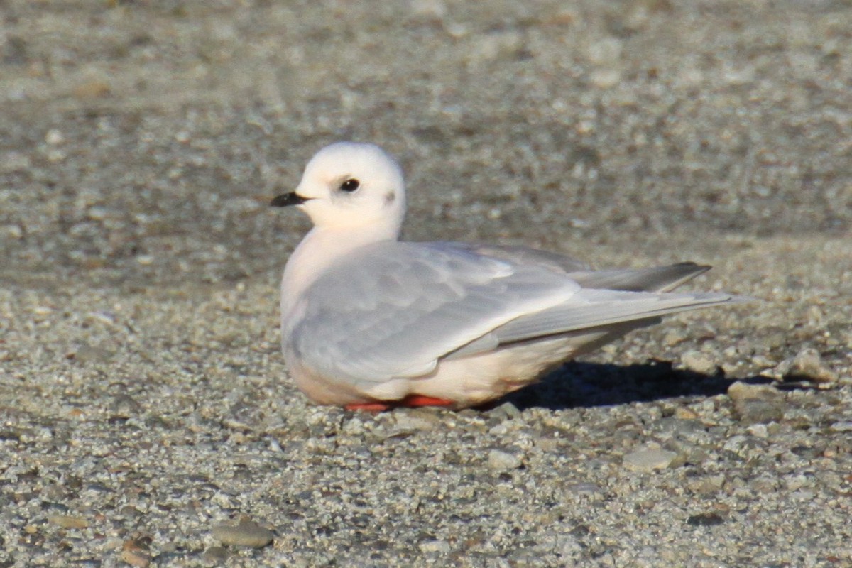 Gaviota Rosada - ML123460321