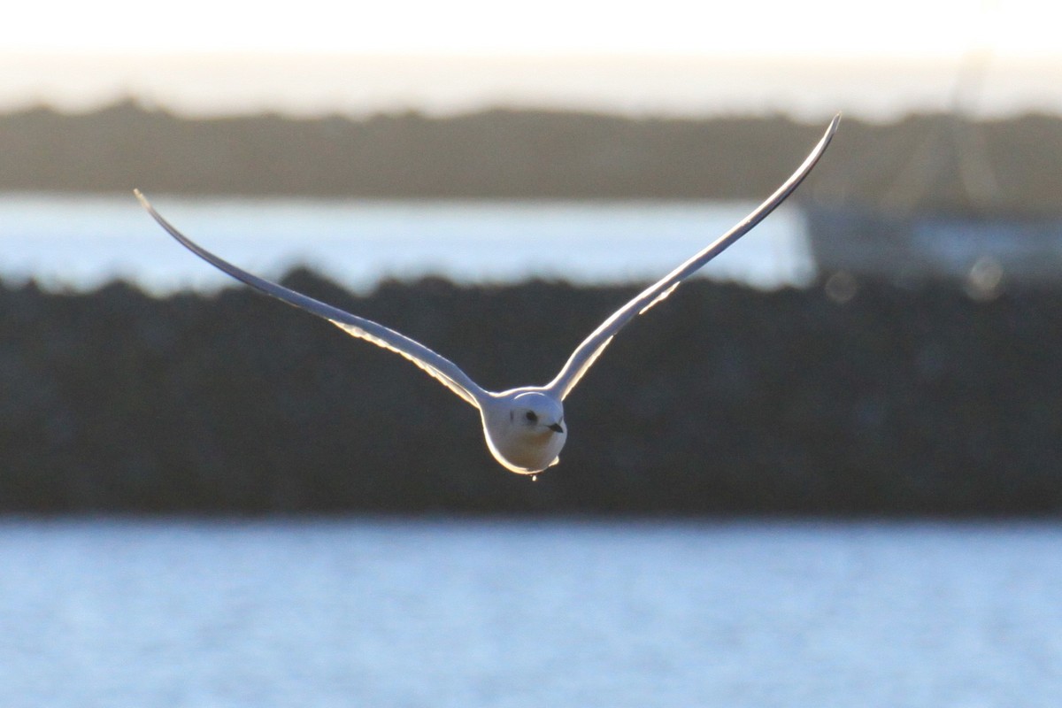 Ross's Gull - ML123460331
