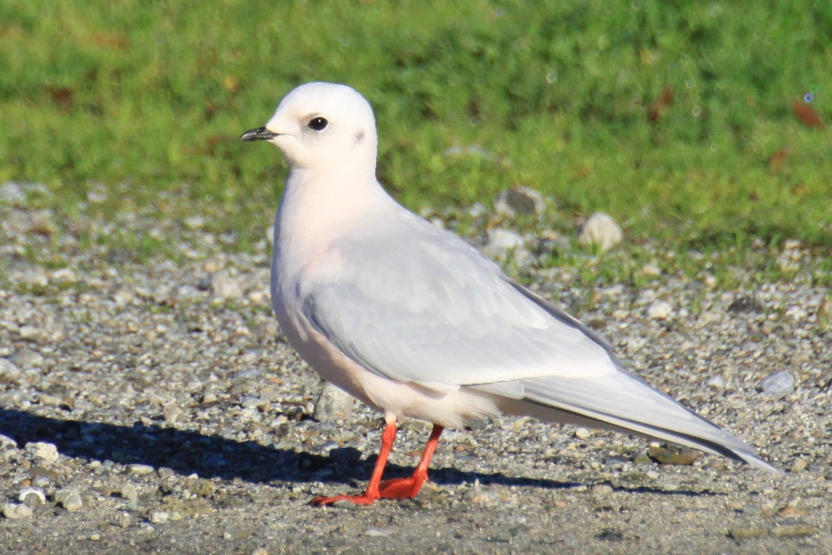 Mouette rosée - ML123460351