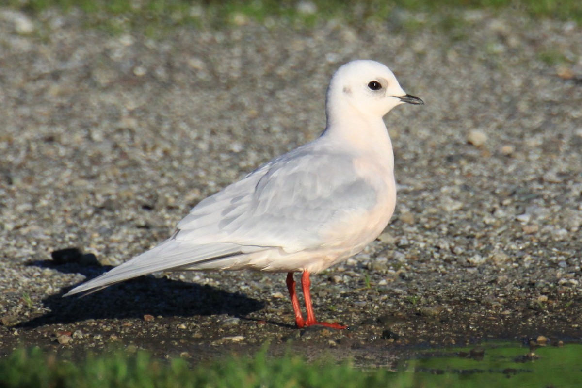 Gaviota Rosada - ML123460361