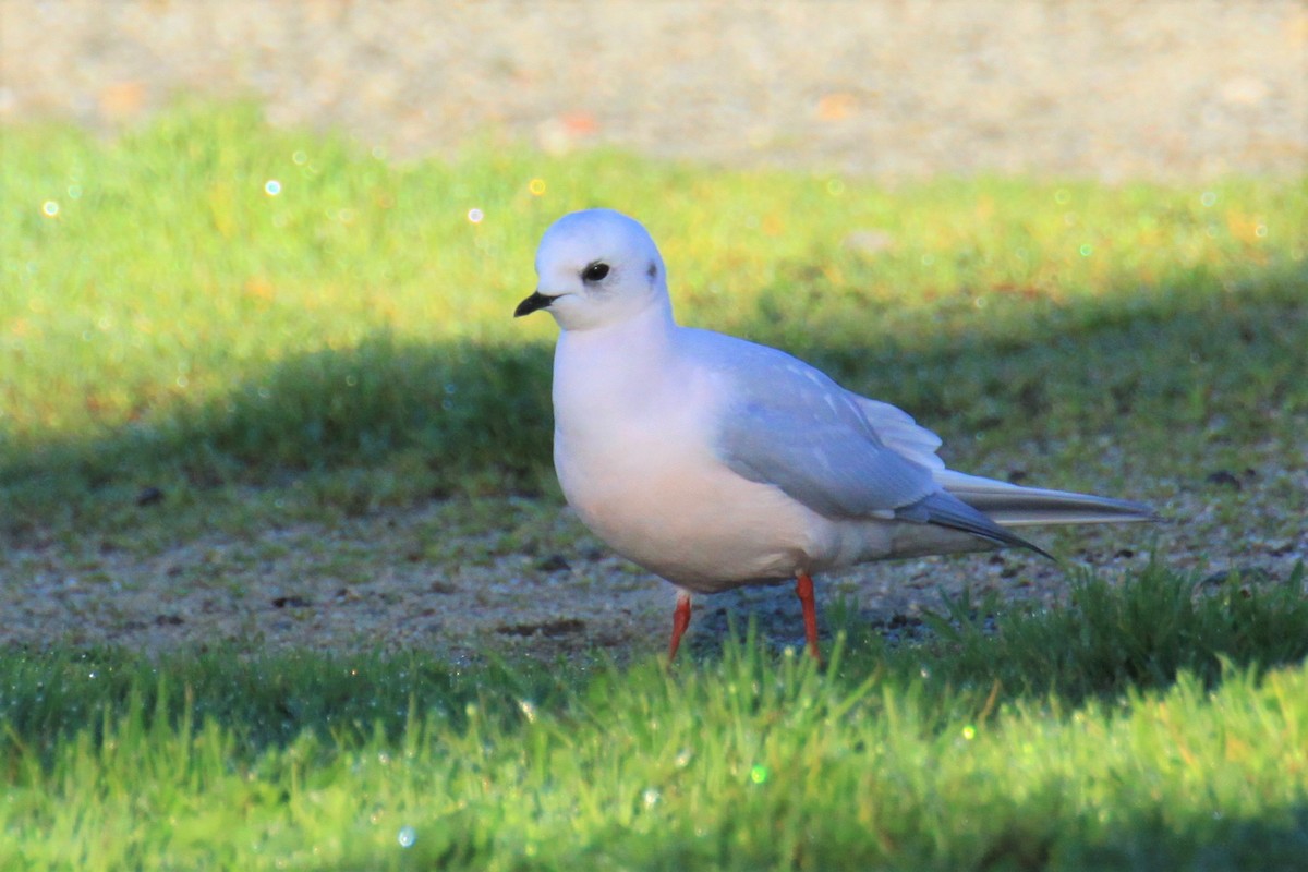 Ross's Gull - ML123460371