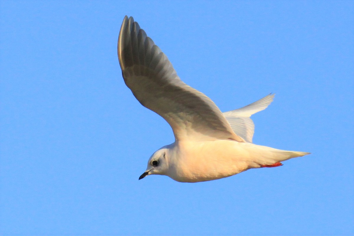 Ross's Gull - ML123460381