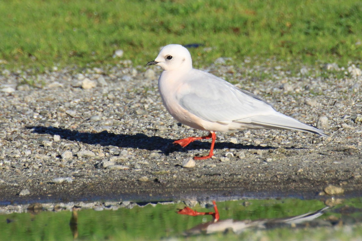 Ross's Gull - ML123460391