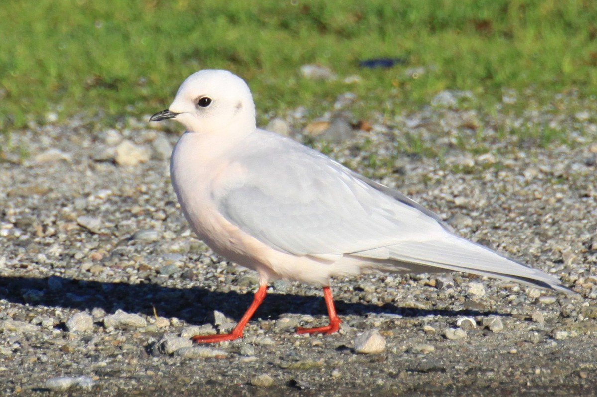 Mouette rosée - ML123460401