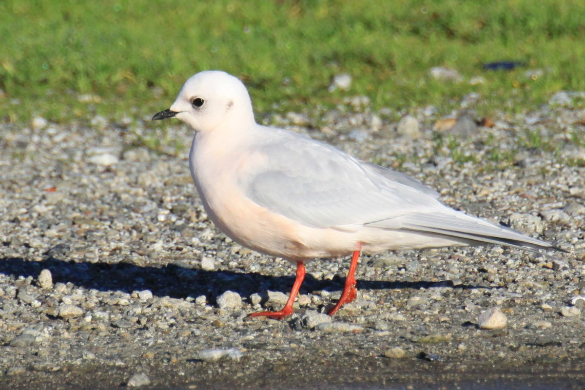 Ross's Gull - ML123460411