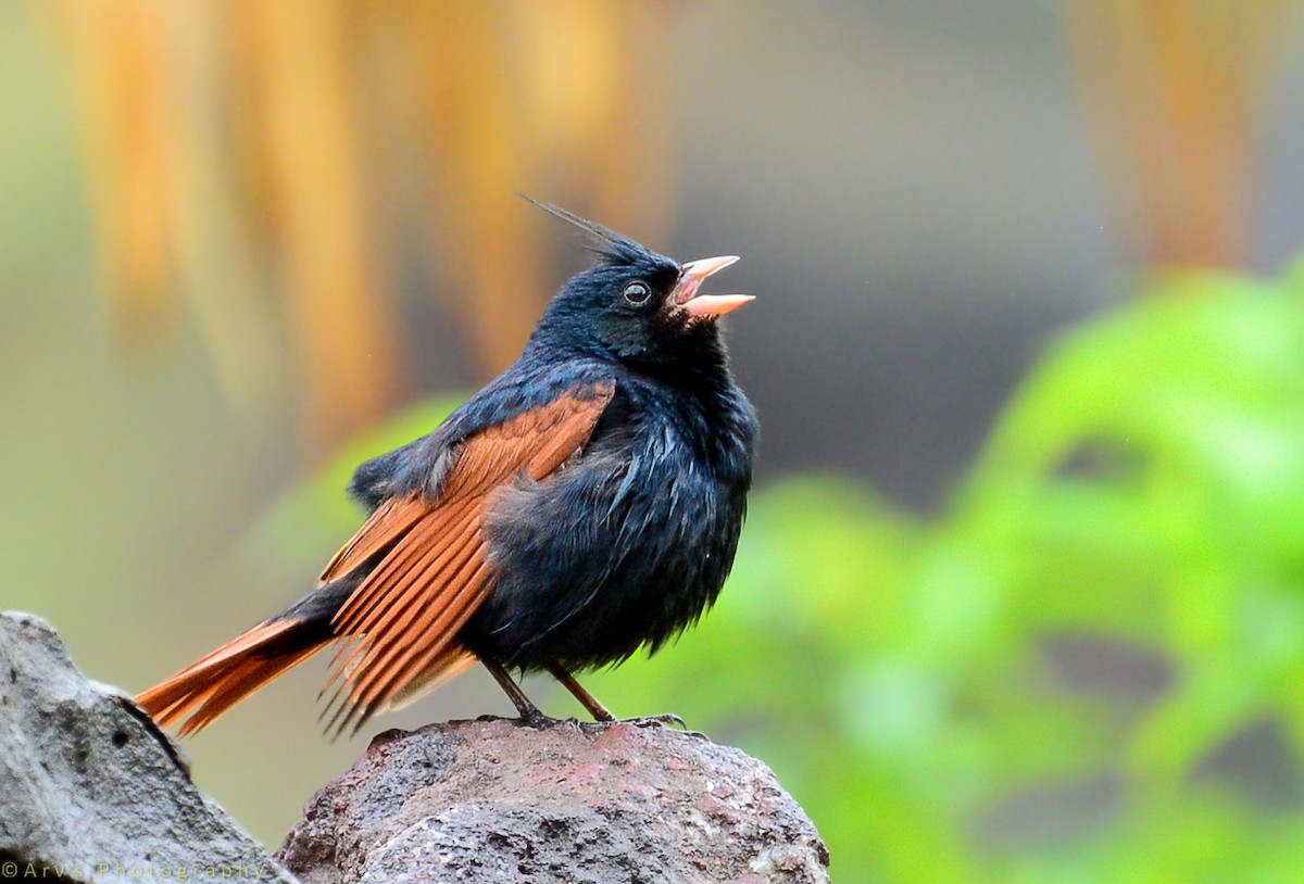 Crested Bunting - Arun Varghese