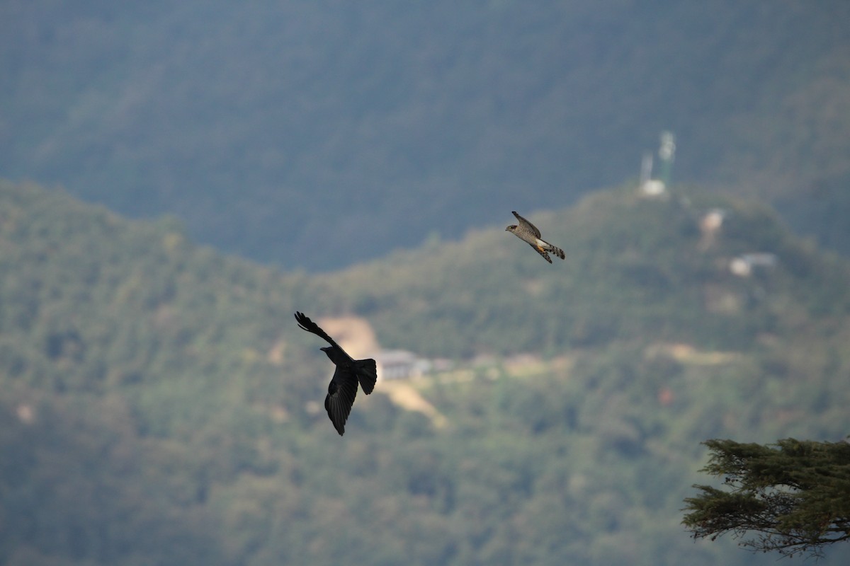 Eurasian Sparrowhawk - ML123466551