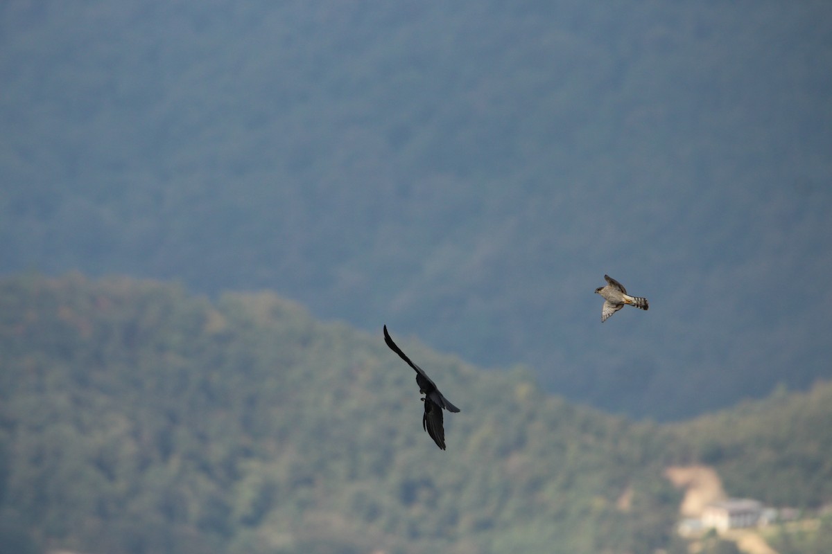 Eurasian Sparrowhawk - Praveen  Kumar