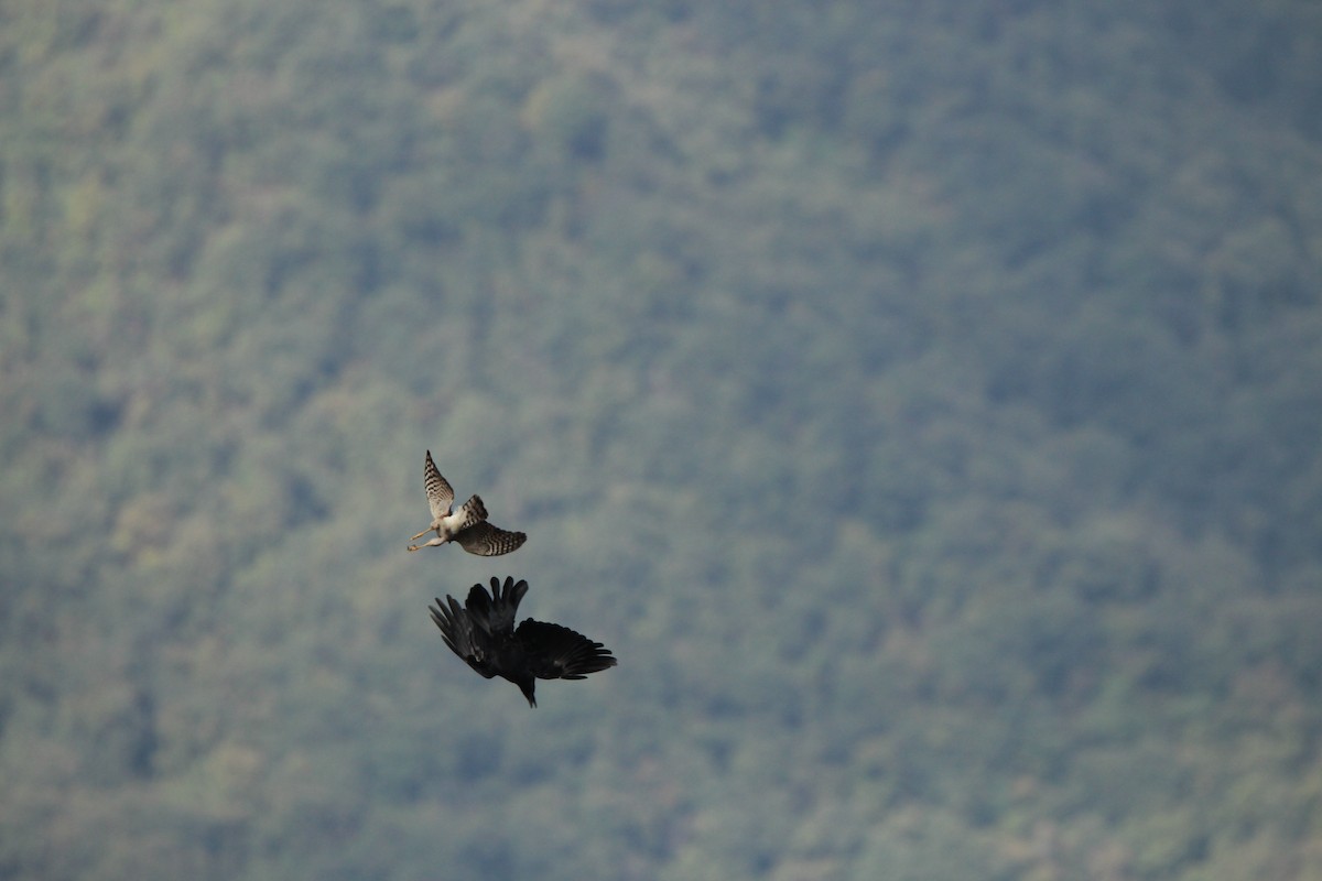Eurasian Sparrowhawk - Praveen  Kumar