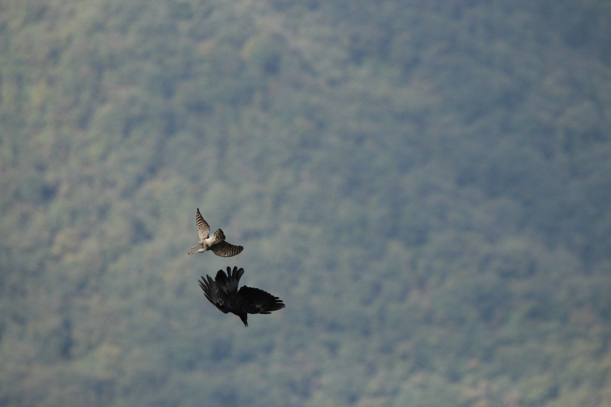 Eurasian Sparrowhawk - ML123466581