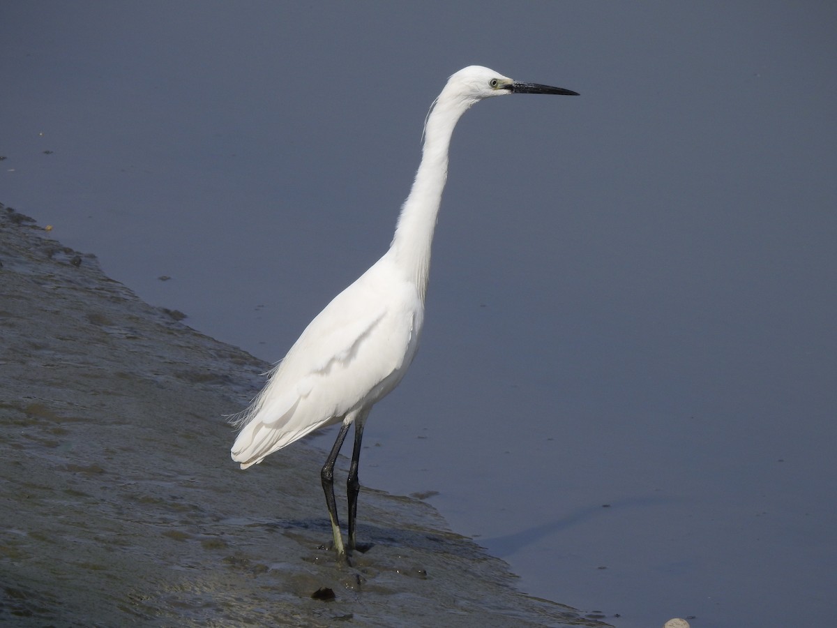 Little Egret (Western) - ML123466821