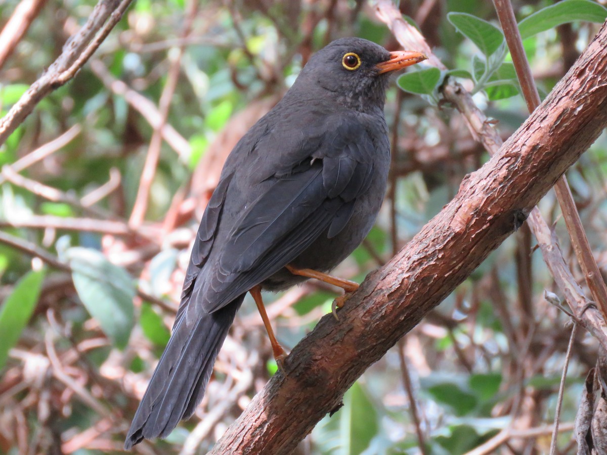 Great Thrush - Colin Dillingham