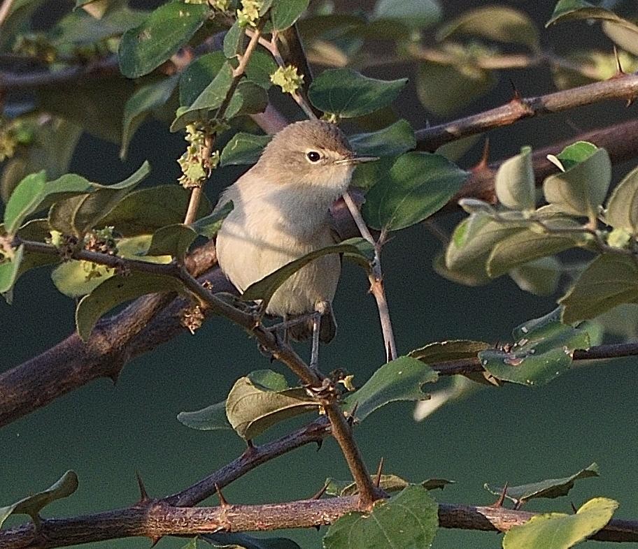 Blyth's Reed Warbler - Arun Prabhu