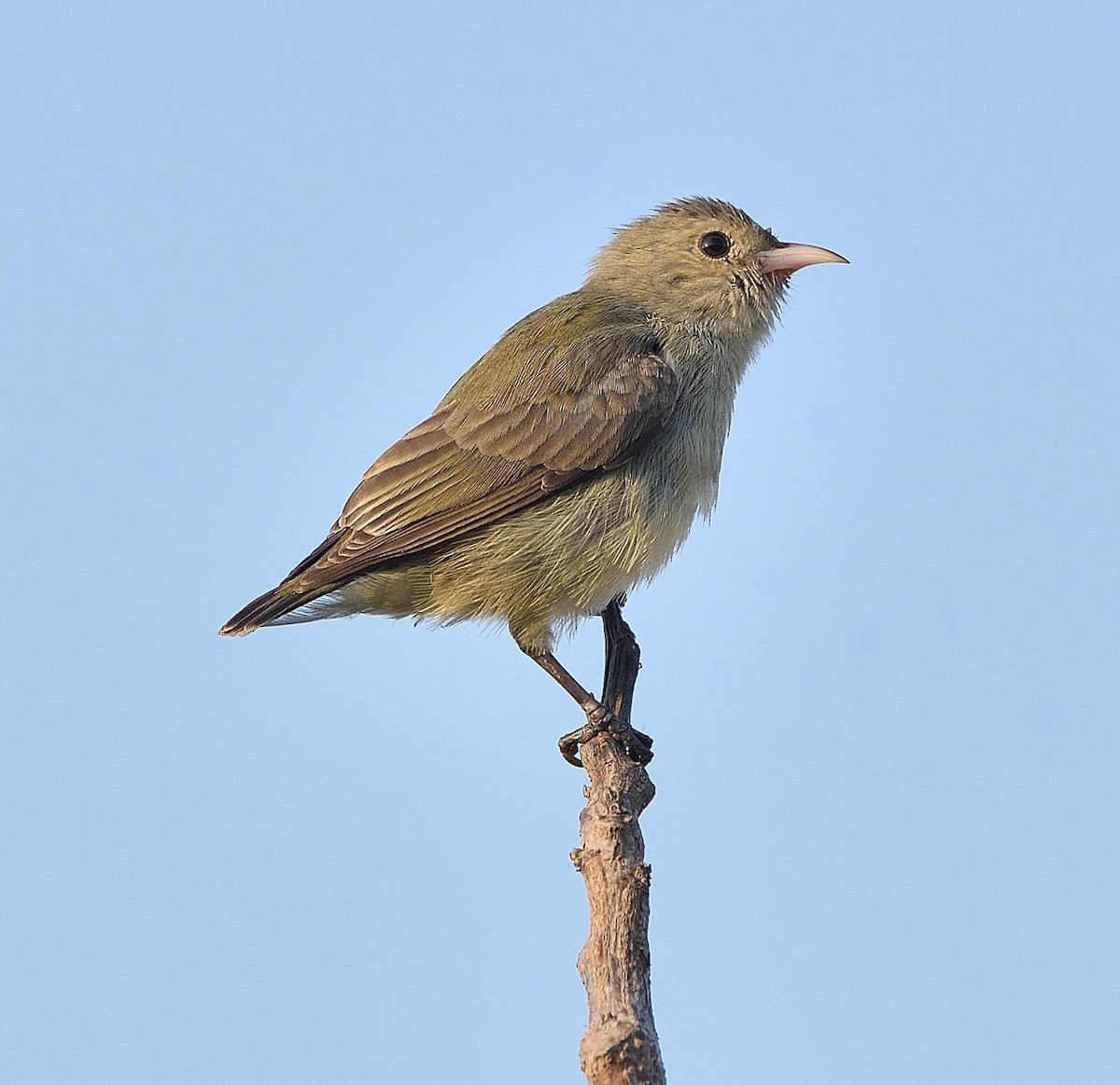 Pale-billed Flowerpecker - Arun Prabhu
