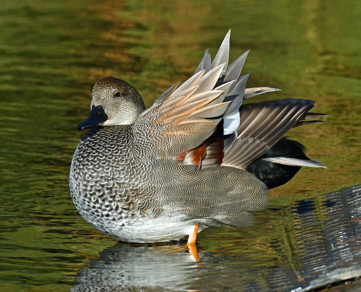 Gadwall - Alison Davies