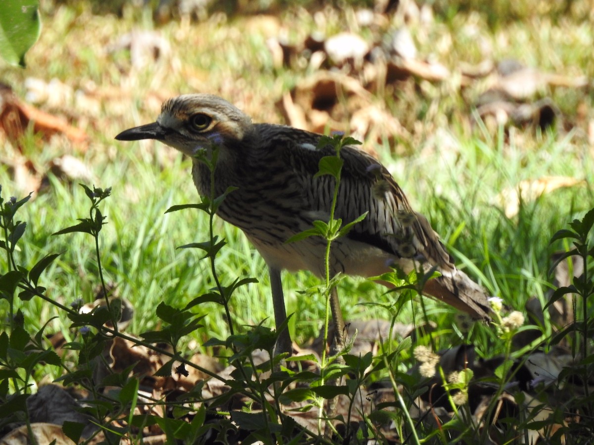 Bush Thick-knee - ML123470371