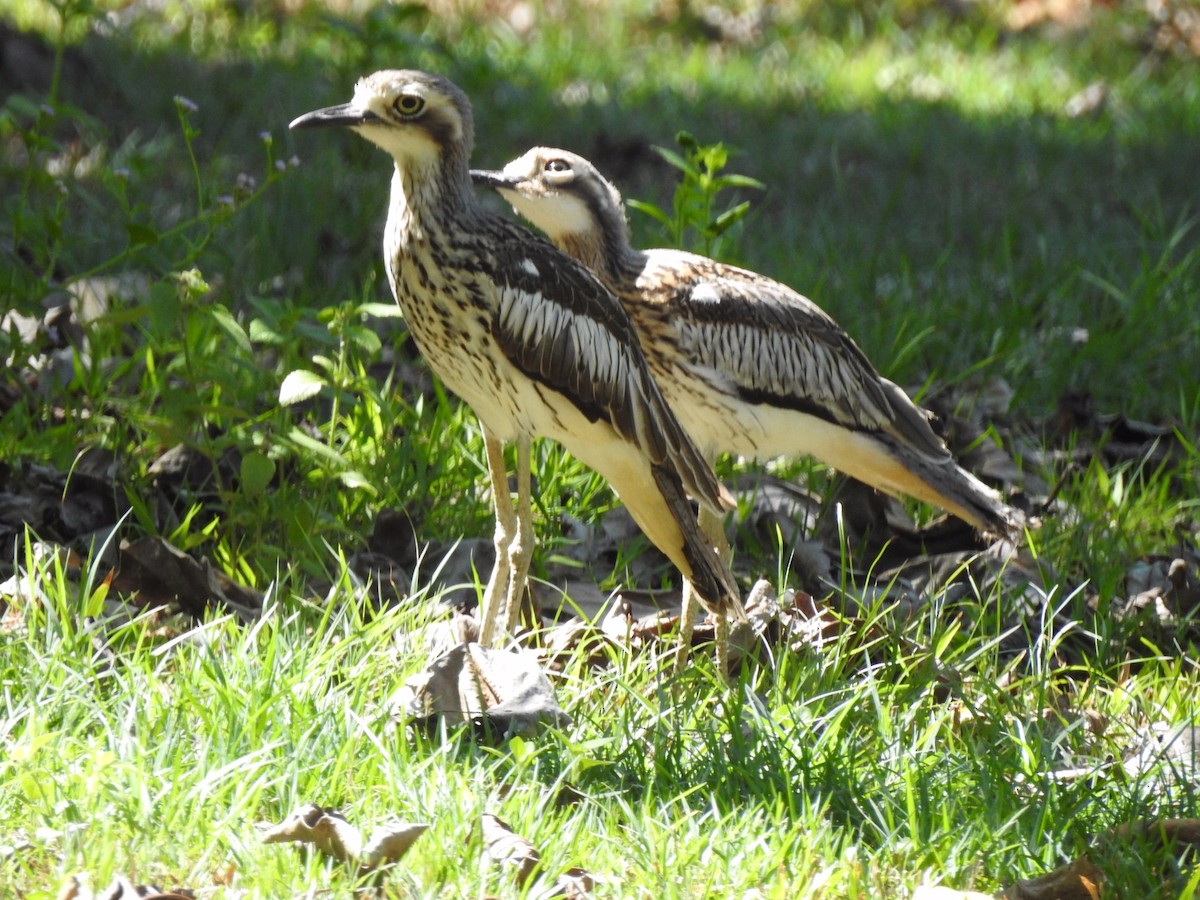 Bush Thick-knee - ML123470381