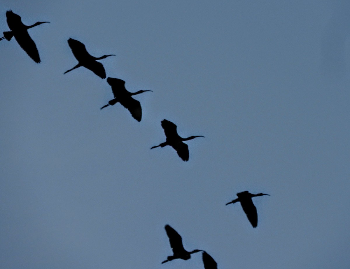ibis hnědý - ML123470881