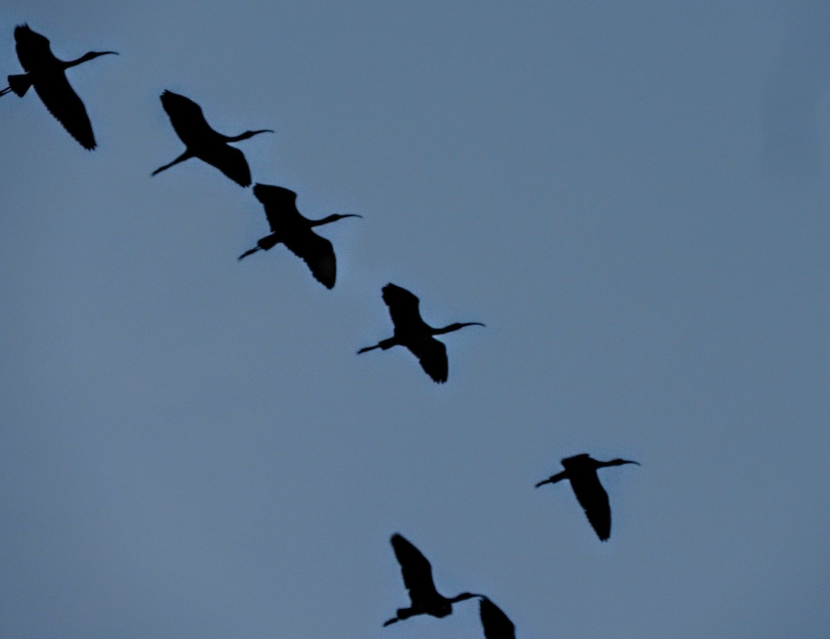 Glossy Ibis - ML123470881