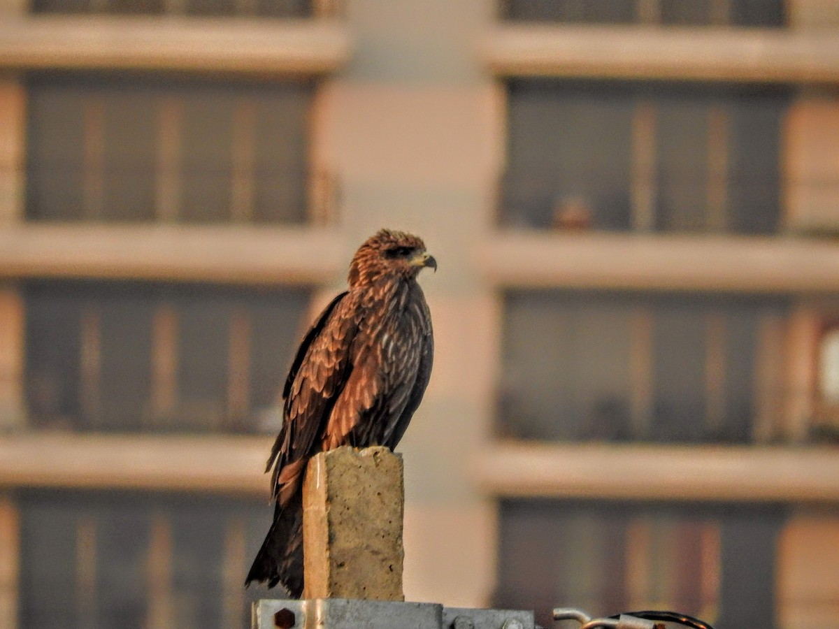 Black Kite - ML123470931