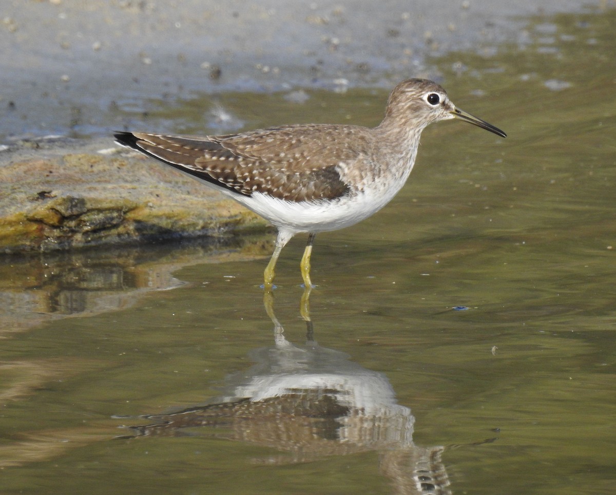 Solitary Sandpiper - ML123471261