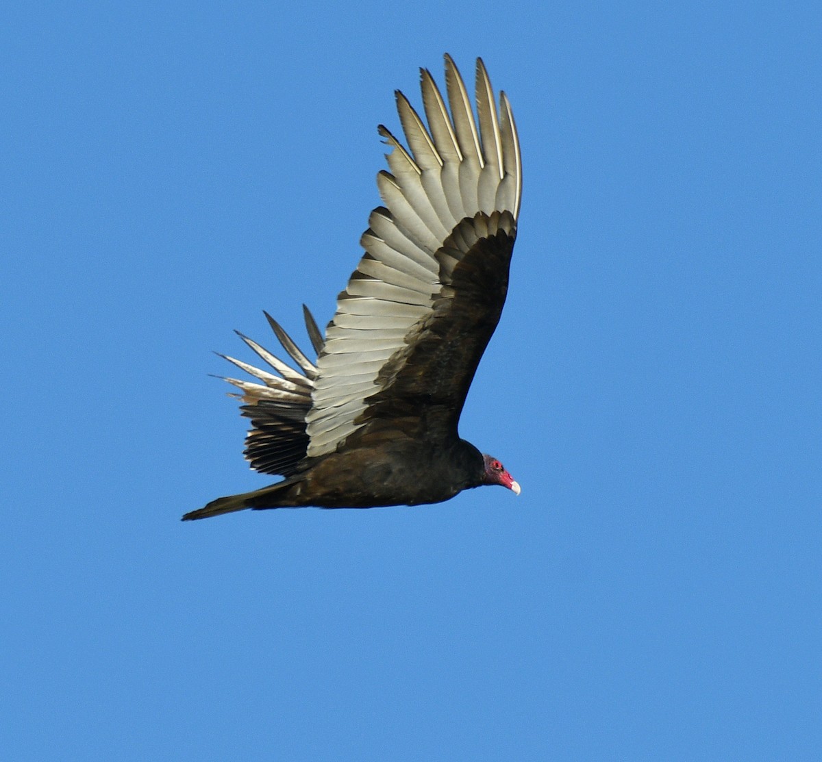 Turkey Vulture - Alison Davies