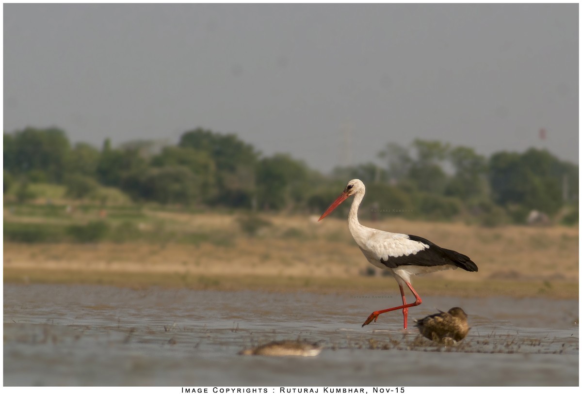 White Stork - Ruturaj Kumbhar