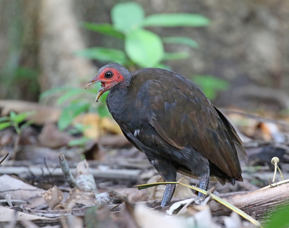 Philippinen-Großfußhuhn - ML123473201