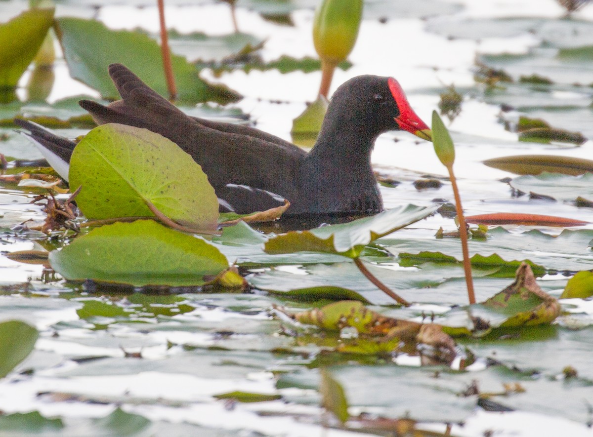 Eurasian Moorhen - ML123474931