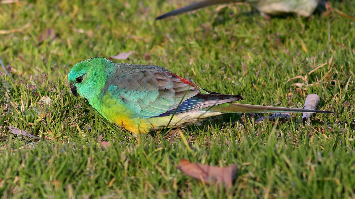 Red-rumped Parrot - Alan Melville