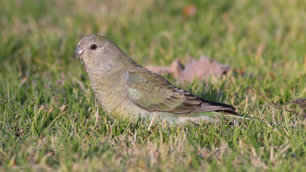 Red-rumped Parrot - ML123477641