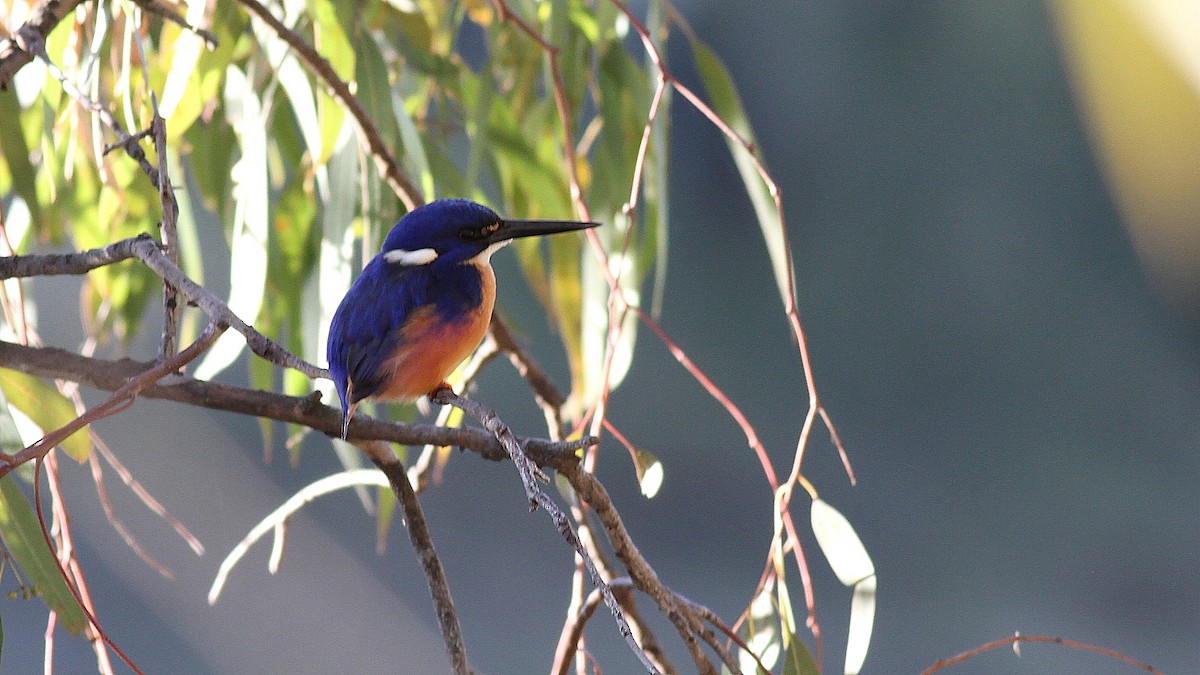 Martin-pêcheur à dos bleu - ML123477671