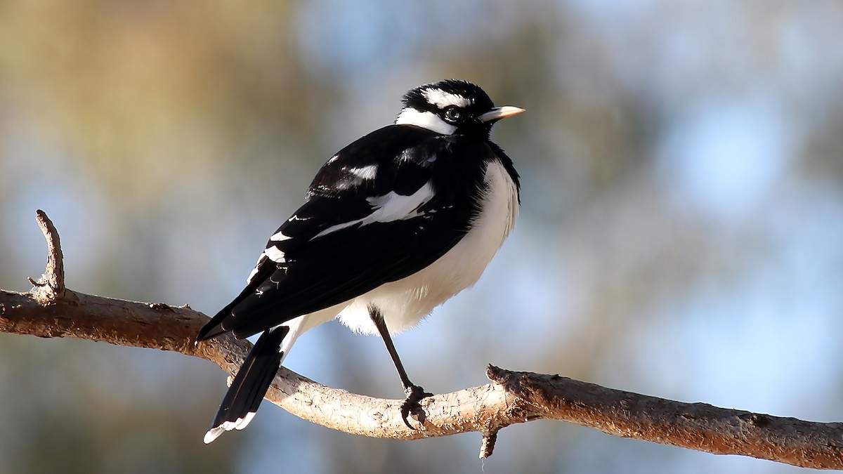 Magpie-lark - ML123477721