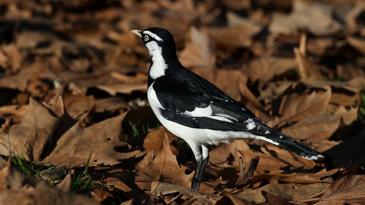 Magpie-lark - ML123477761