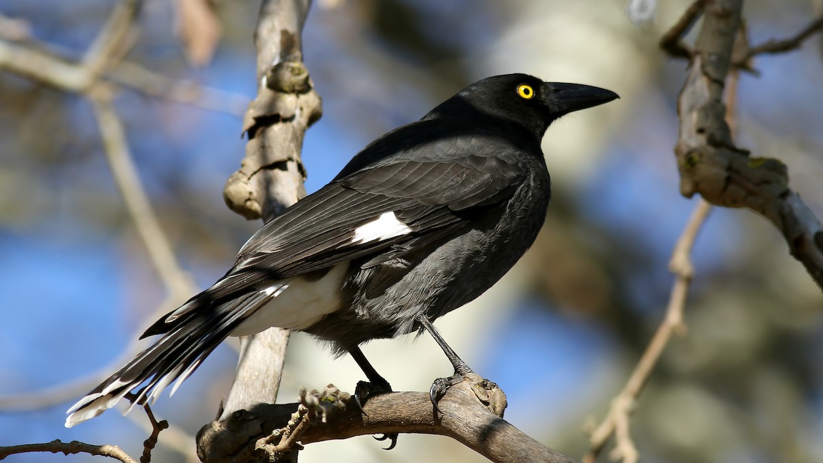 Pied Currawong - ML123477771