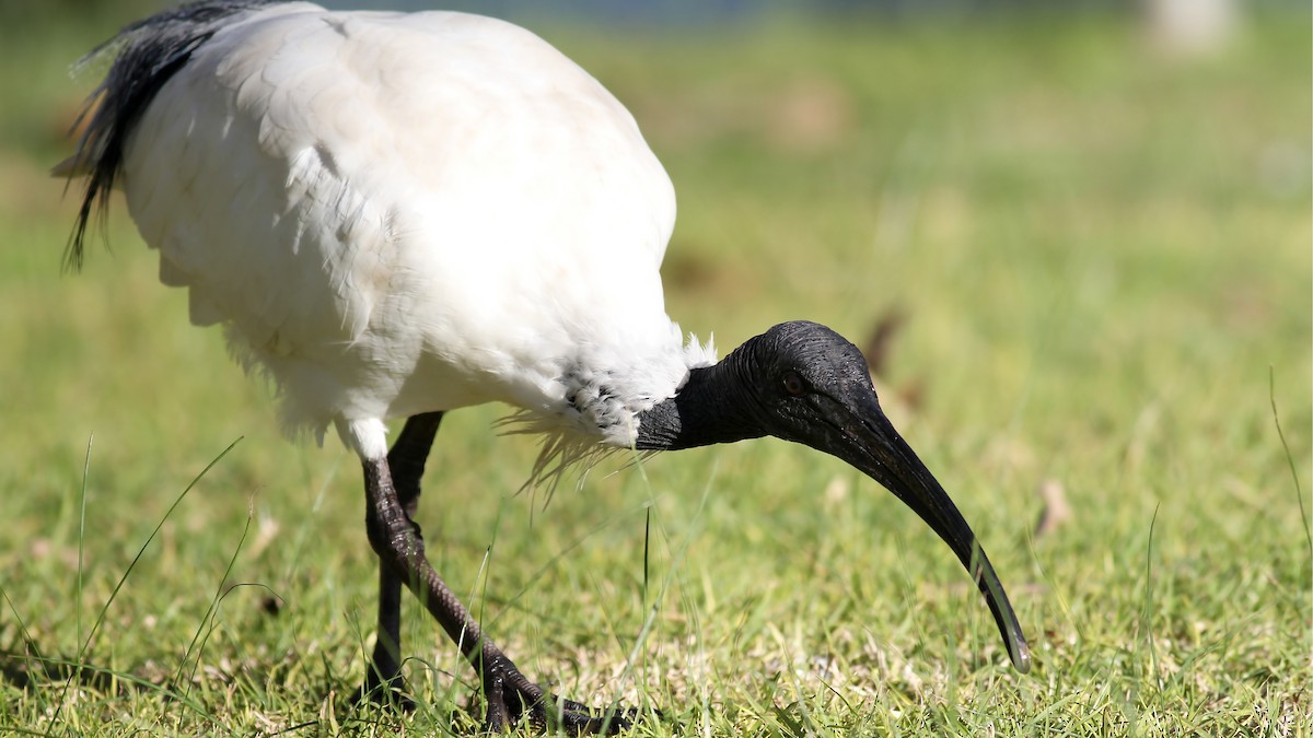 Ibis à cou noir - ML123477821