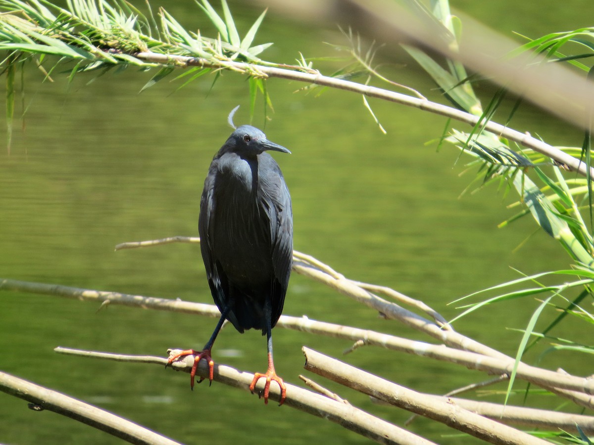 Black Heron - ML123478291